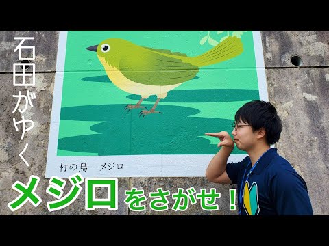 【石田がゆく第２回】村の鳥（メジロ）を探しにゆく。