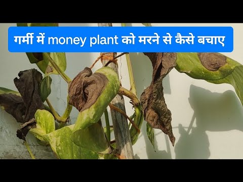 germi me money plant ki care kaise kare | गर्मी में मनीप्लांट को मरने से कैसे बचाए