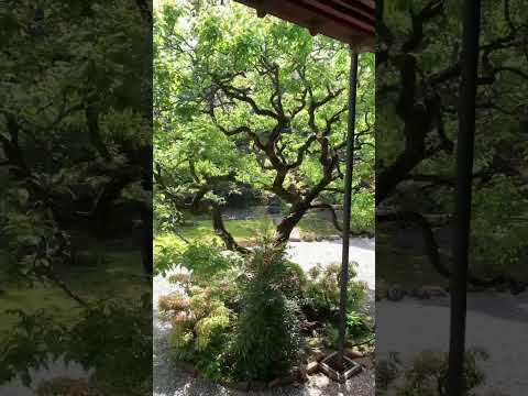 【4K】A japanese porch & Garden -縁側と庭園-