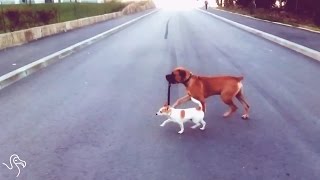 Dogs Walking Each Other