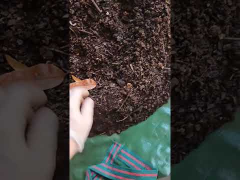 #drying #vermicomposting #redwigglers #farming #vermicompost #wormcastings #wormfarming