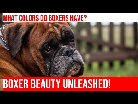 Meet the Boxers: Exploring Coat Colors & Patterns