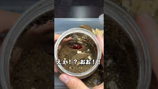 【赤いコクワガタ】菌糸瓶から成虫を掘り出す