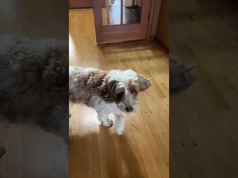 🐶 protested in order to get his beloved snack🥰😜#puppy #pupppupp#puppylife #puppylovers#dog