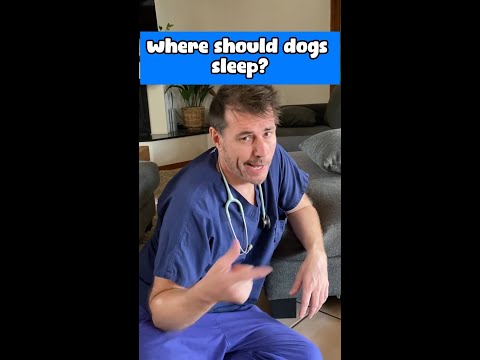 Dr Evan - Your dog should be sleeping HERE! 🐶