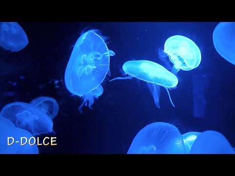 《水族館で撮影した『クラゲ!!!』》水族館#5