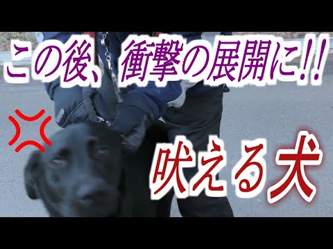 大型犬に吠えられ撮影中止になり、ヤバい展開が起こった!!