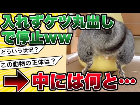 【2ch動物面白スレ】ケツ丸出しだけど何の動物や？ｗ