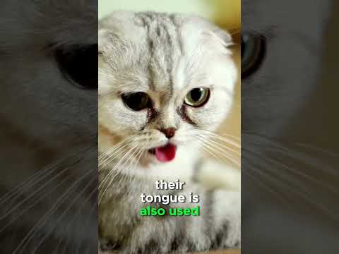 Cat Tongue Tips | Two Crazy Cat Ladies #cats #catfacts