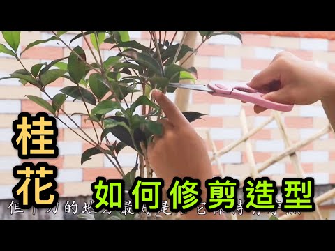 【天天小花農】徒長的桂花，趁這個季節下毒手，打造你心中的理想造型