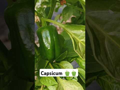 Capsicum 🫑🫑 | Shimla Mirch | شملہ مرچ | #farming #nature #capsicum