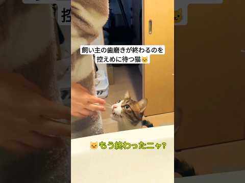 【朝の風景】飼い主を控えめに待つ猫がかわいい#猫 #ねこ #保護猫と暮らす #cat #shorts #かわいい