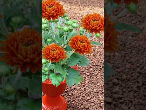 വെറൈറ്റി ജമന്തിപൂക്കളുടെ തലപ്പ് കിട്ടിയാൽ# Kerala garden ideas #trendingshorts #youtubeshorts