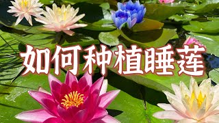 如何种植睡莲，塘栽和盆栽不同方式种植