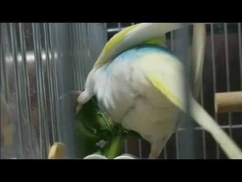 おしりふりふりなインコ