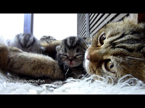 Purr-fect video | Amazing Mother Cat and Cute Baby  Meowing Funny Kittens