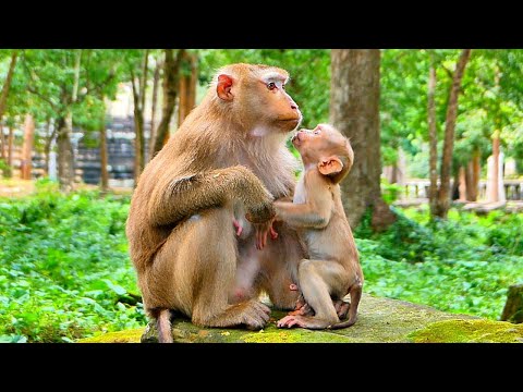 Why Mom..!! Please doesn't Leave me alone , Monkey Luna always tries to block milk for Baby LUNO.