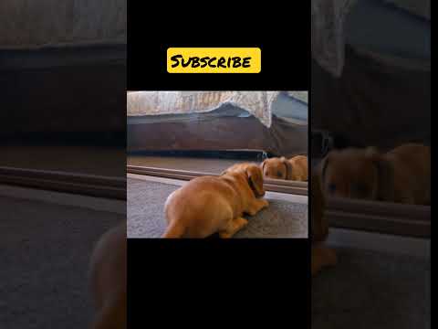 Dog short videos / dog is seeking mirror #shorts #dog #puppy