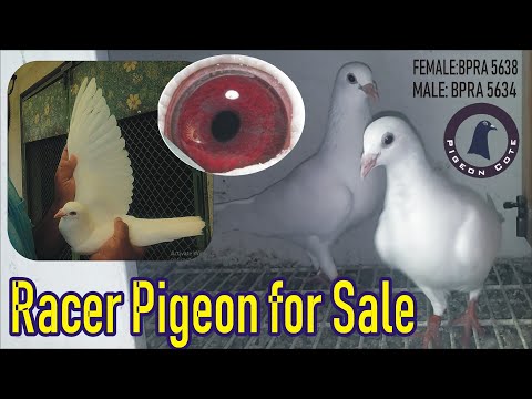 White Racer Pigeon Pair For Sale | Pigeon Cote | By Waleed Alam