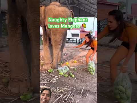 Naughty Elephant loves mangoes!🥭 #trending #funny #elephant #music #artwork