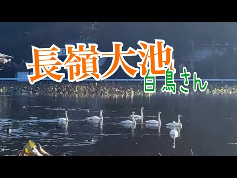 長嶺大池の白鳥さん　白鳥が飛来する季節になりました【新潟県】【2024紅葉の季節】【長嶺大池】