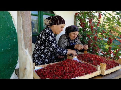 🍇  33 lbs of Red Currants Making Jelly and Pie with Grandma | 2021 Summer