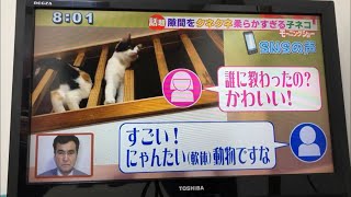 【テレビ出演】三毛猫子猫はTwitterで106万回再生しバズってテレビ・新聞・ネット・海外などから数々のオファーが殺到中です。calico kitten TV debut from Twitter