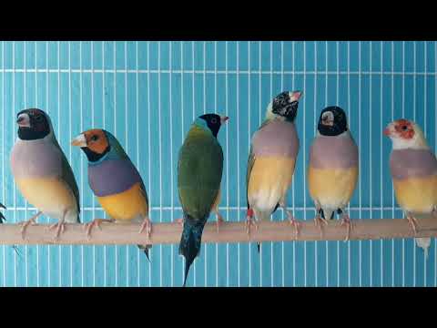 Gouldian Finch chick Ep. 5 - They almost finished moulting