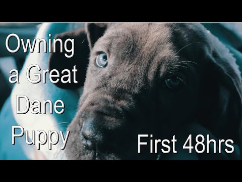 Owning a Great Dane - The First 48 Hours