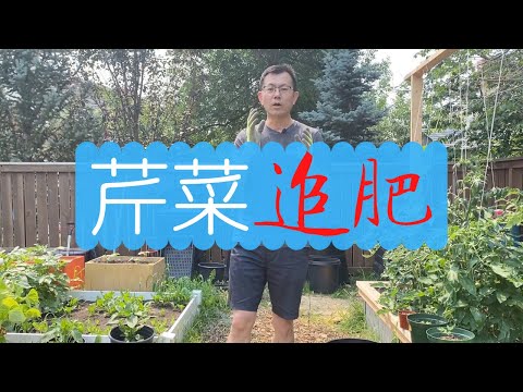 芹菜追肥，如何让芹菜生长得更快 ，芹菜日常管理