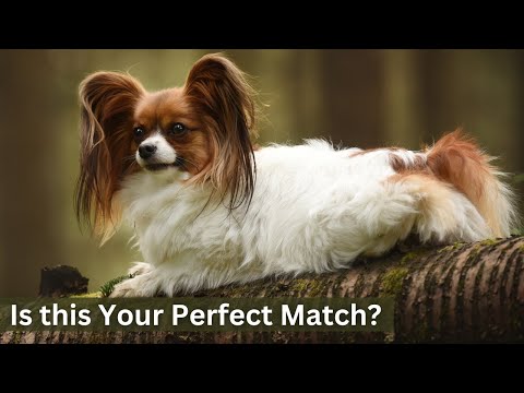 Is the Papillon Your Perfect Match?