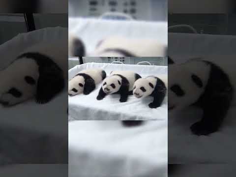 Panda triplets
パンダの三つ子