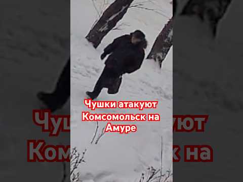 Чушки атакуют Комсомольск на Амуре