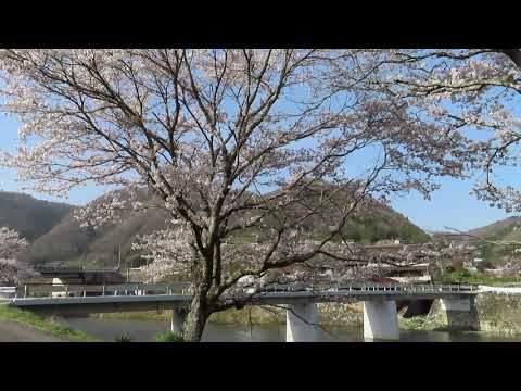 【山野町 桜並木風景 Short編】✨～福山市山野町戸田川桜並木～🎉