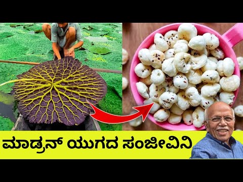 ಇದನ್ನ ತಿಂದವರಿಗೆ ರೋಗ ಇಲ್ಲ | ಎಲ್ಲ ರೋಗಗಳಿಗೆ ರಾಮ ಬಣ ಇದು | ಮಾಡ್ರನ್ ಯುಗದ ಸಂಜೀವಿನಿ | Health Tip | Makhana