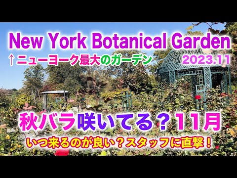 【NY秋バラ２】ニューヨーク最大の植物園で秋薔薇チェック１１月！結局いつ来るのが良いのかスタッフさんに訊いてみた。【New York Botanical Garden】