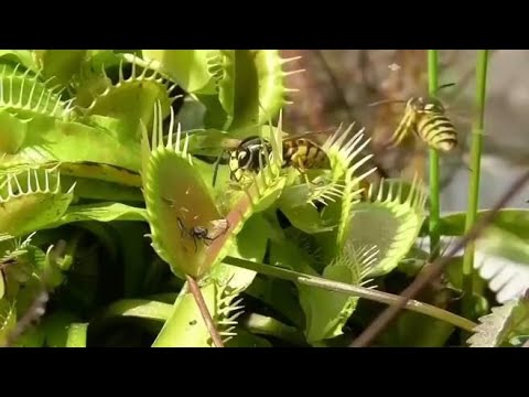 捕蝇草捕猎精彩瞬间，不愧是植物界的顶尖杀手！