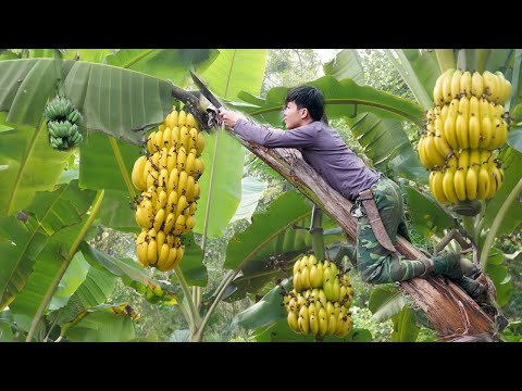 Harvest Big Bananas Go To Market Sell, gardening, grow asparagus. 2 year living off grid in forest