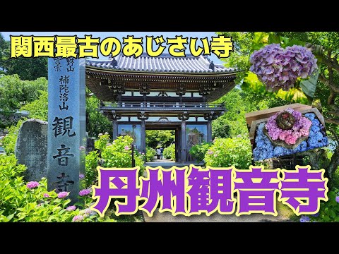 【今が見頃！】京都のあじさい寺・丹州観音寺のまわり方教えます