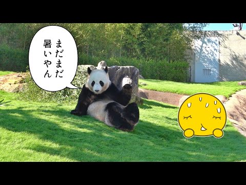 🐼パンダ結ちゃんもびっくりの暑さ！11月の避暑地探し大作戦🌞💦