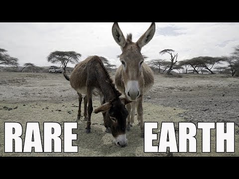 The Chinese-Ethiopian Donkey Problem