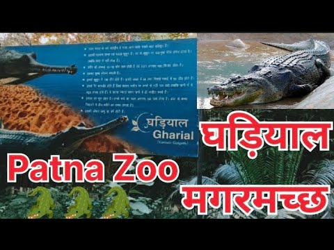 Patna zoo | पटना चिड़ियाघर | Crocodile | Alligator | घड़ियाल | मगरमच्छ🐊🐊 | पटना zoo घर