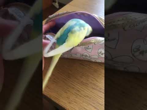 ポーチの中にすいちゃんが入る動画 #shorts #セキセイインコ #budgie #かわいい #すいちゃん