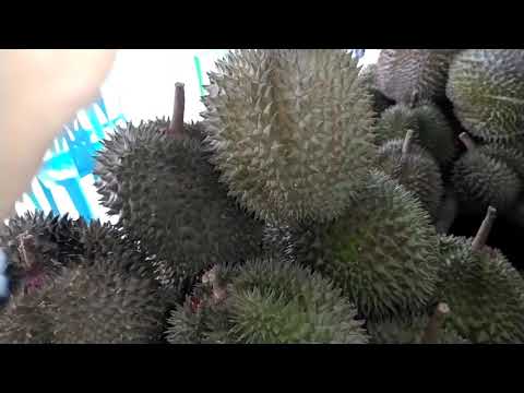 Magsaysay Fruit Stands | Davao Philippines Durian Origins