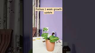 Pothos growth update #shorts#youtubeshorts #homedecor #viral #propagation #plantcare #moneygrowth