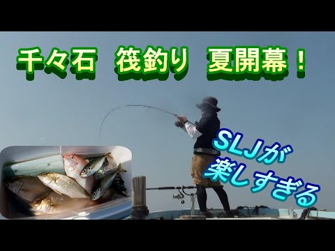 千々石　筏釣り　SLJで大騒ぎ！