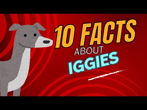 Top 10 Facts About Italian Greyhounds