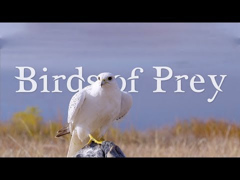 BIRDS OF PREY 4K (ULTRA HD) 60fps