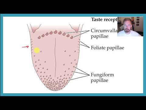 PSYC 359: Chapter 15: Taste (gustation, flavor, salty, sweet, bitter, umami, sour, & supertasters)