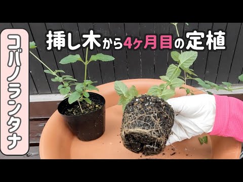 挿し木したコバノランタナを鉢に植え付け